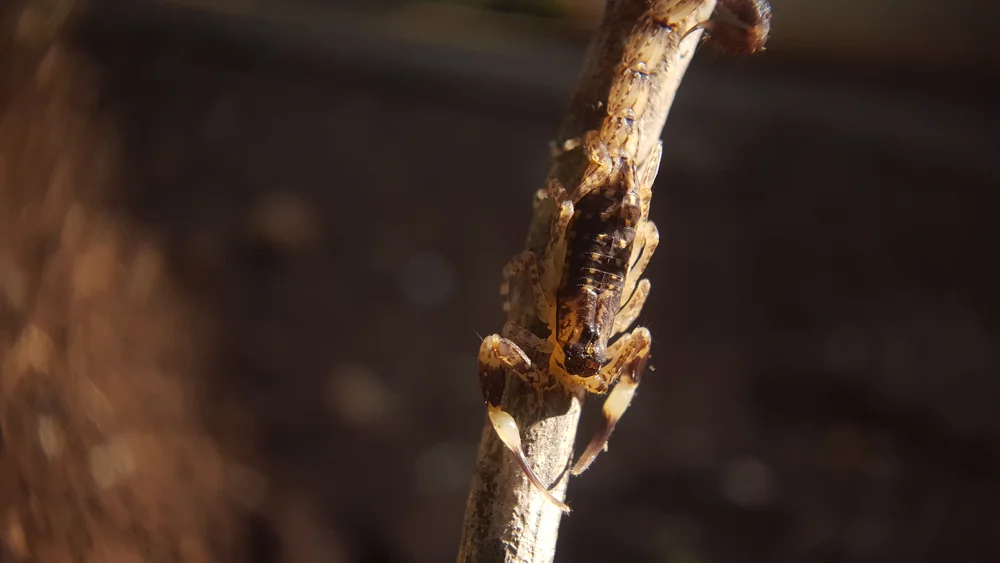 Bark Scorpion