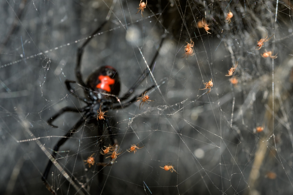 A black widow with its babies in the garage of a Las Vegas home.