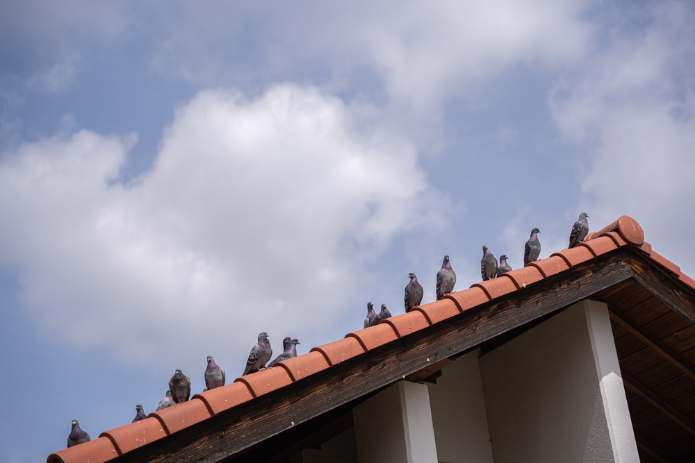 Pigeons on a Las Vegas roof.