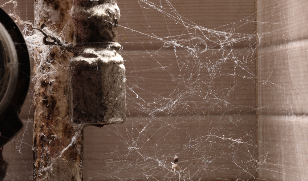 Black widow spider web in an irrigation control box.