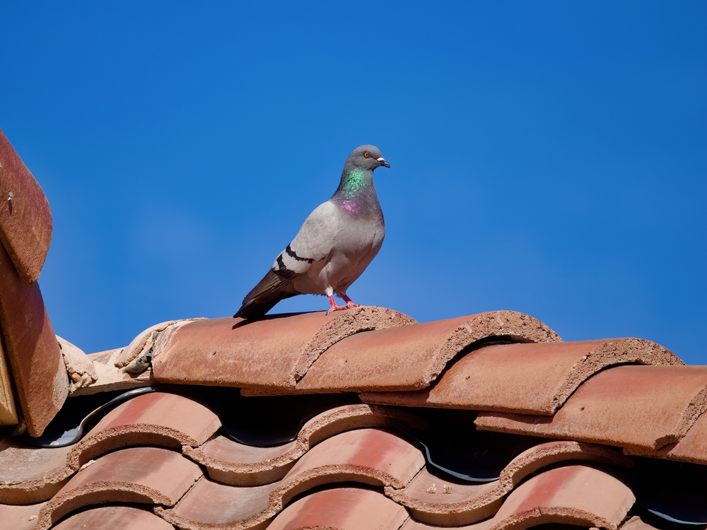 A pigeon on a Las Vegas roof.