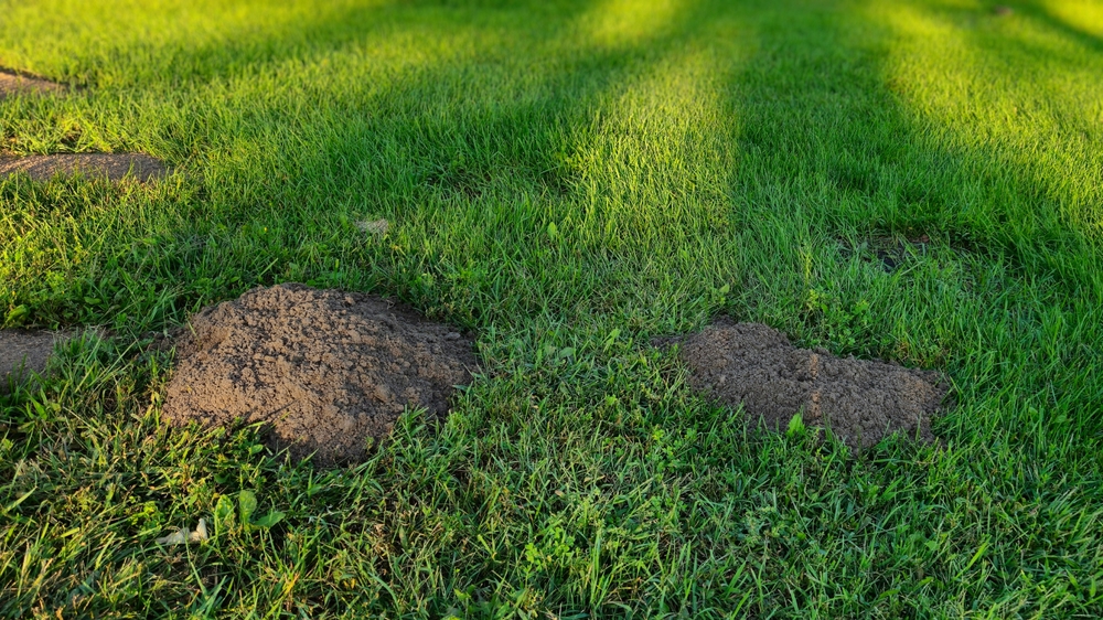 Gopher mounds in a yard.