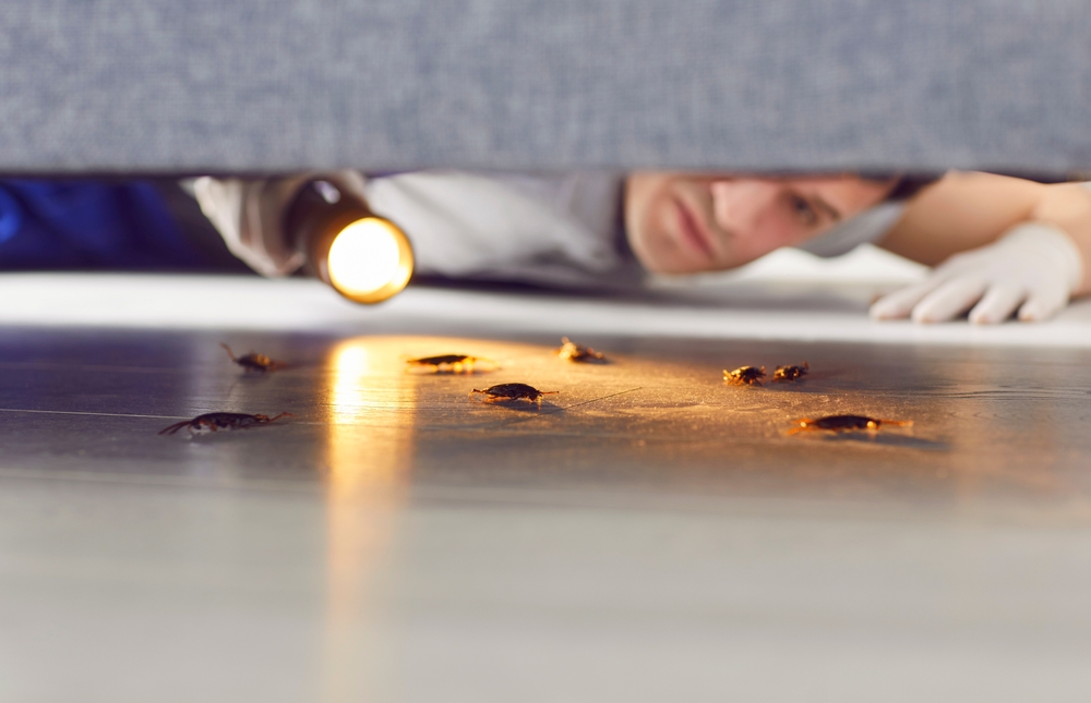 Technician performing an inspection by looking under a couch for cockroaches.