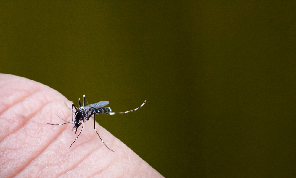 A mosquito on a finger.