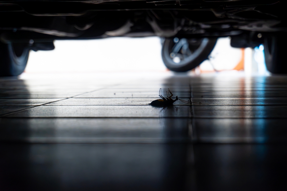 A cockroach in a Henderson garage.