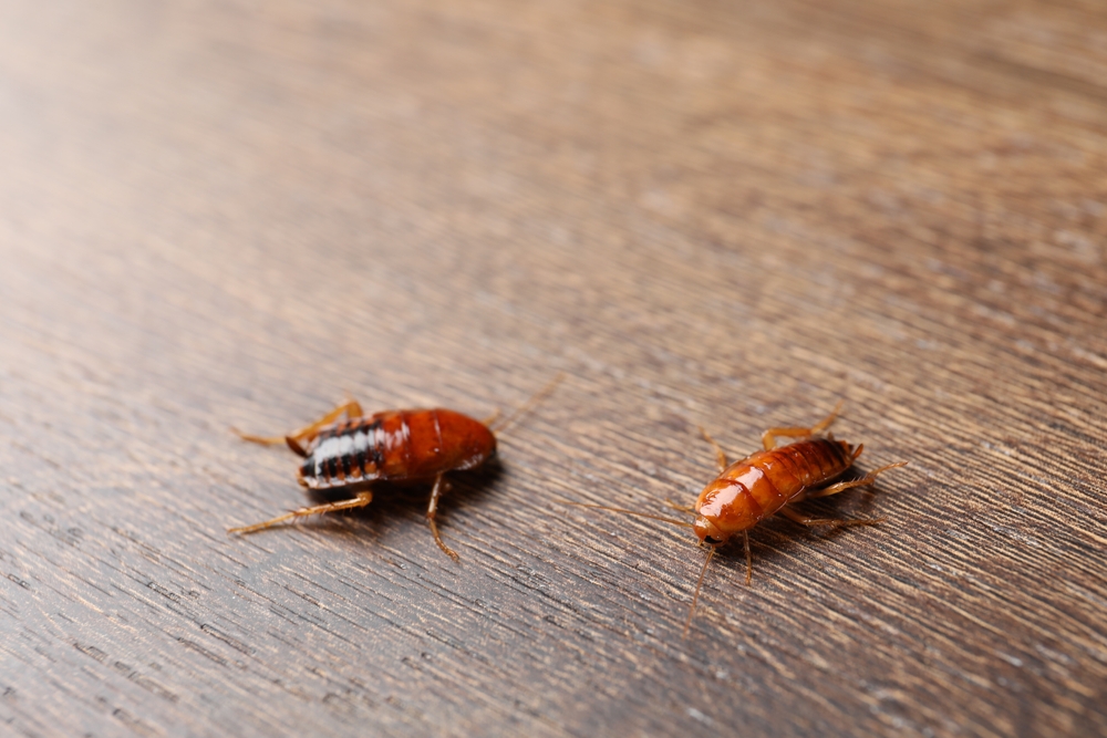American cockroach nymphs.