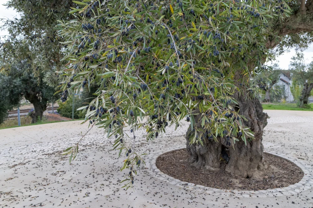 Olive tree