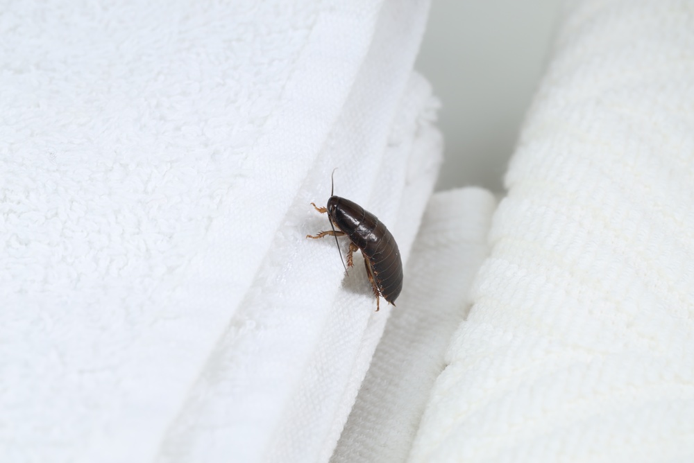 A cockroach in some clean towels.