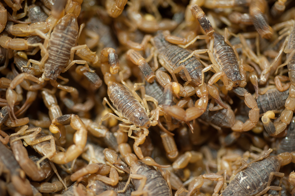 Arizona Bark Scorpions aggregated together.