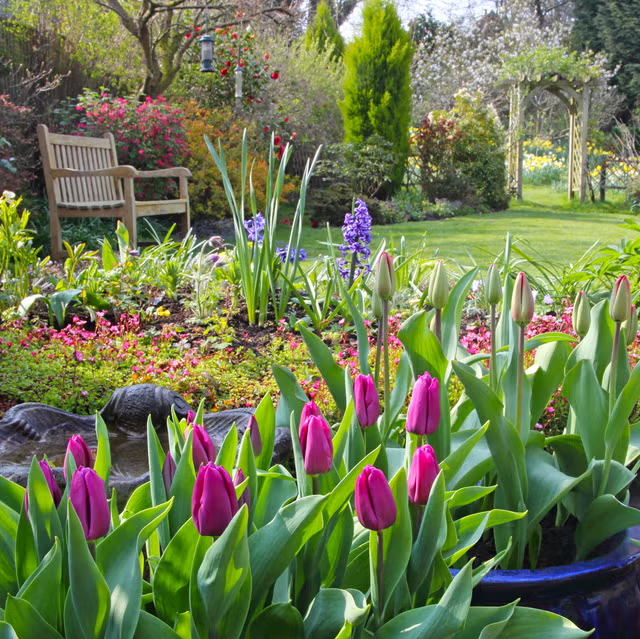 Spring garden with pink and purple tulips in the foreground, green lawn, flowering trees, and a wooden bench in the background.