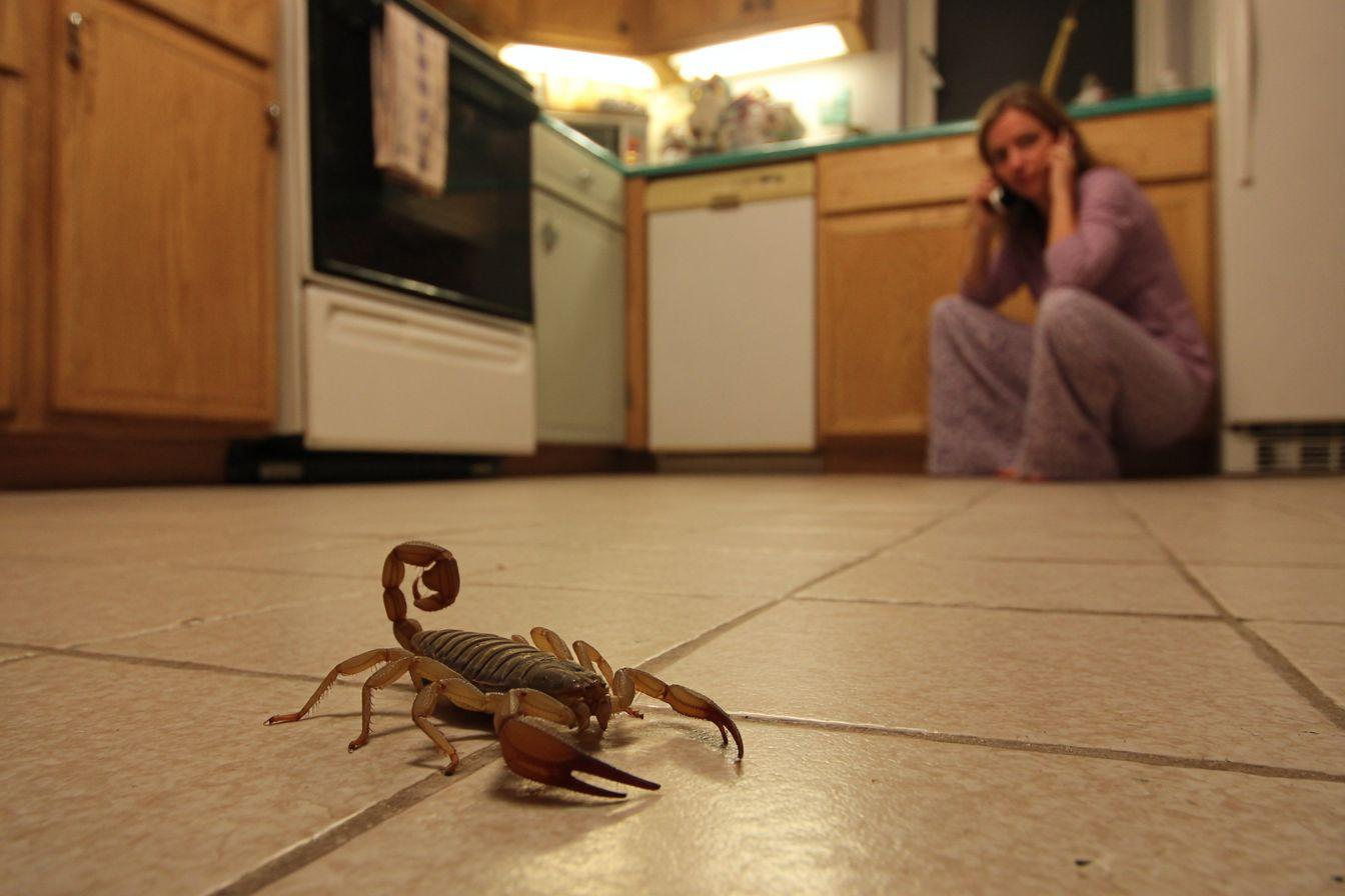 A lady calling for pest control to remove a scorpion in her kitchen.
