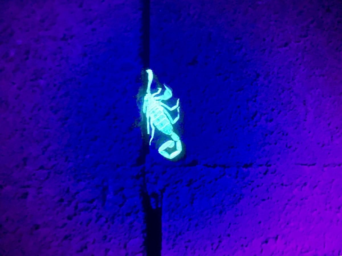 Arizona Bark Scorpion hiding in the cracks of a brick wall.