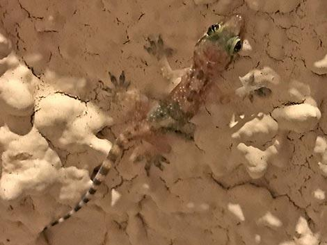 A Mediterranean House Gecko on a wall.