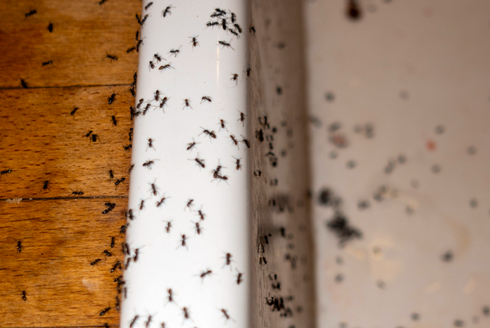 Ant infestation inside a home.