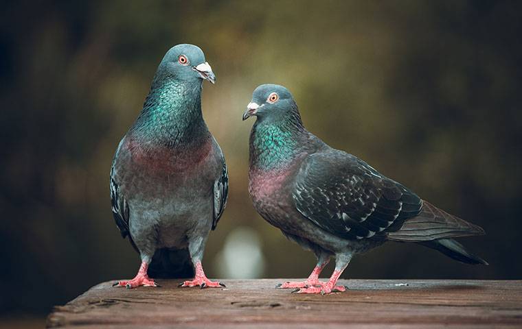 two pigeons on a porch