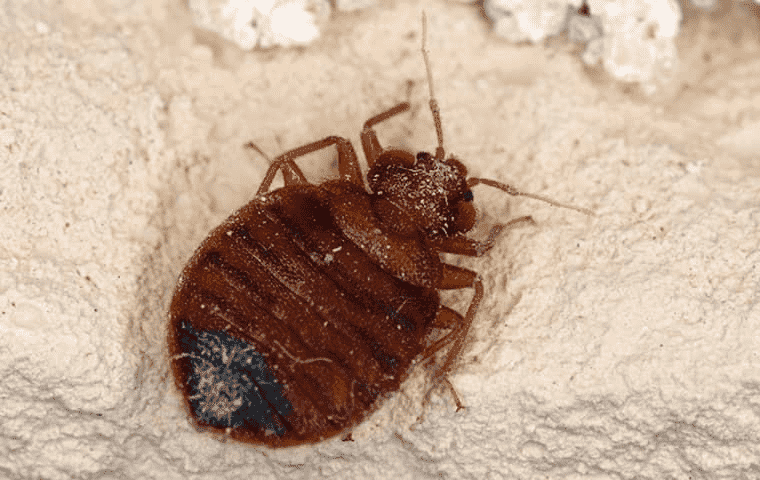 bed bug on a wall