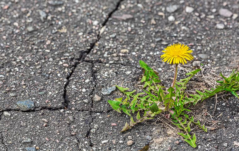 Weeds can be a headache for Las Vegas homeowners.