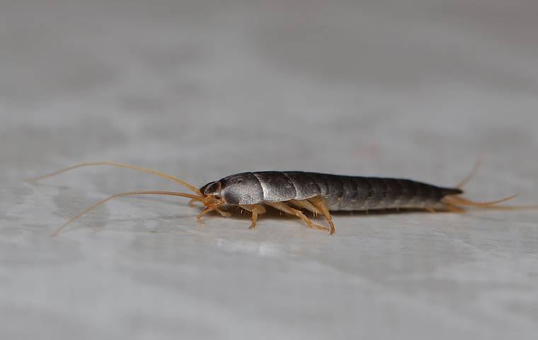 silverfish in house