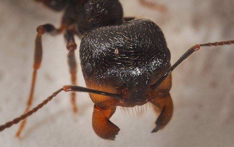 Close up image of a harvester ant.