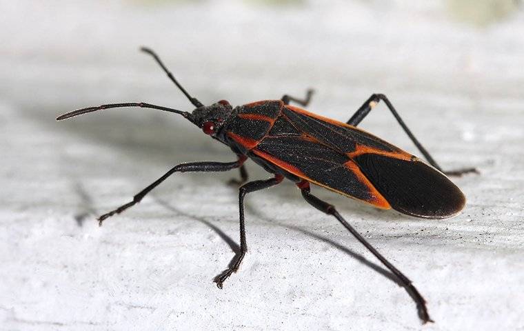 a boxelder bug crawling on a window trim