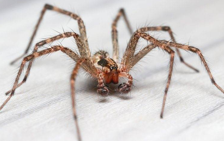 A house spider on the floor.