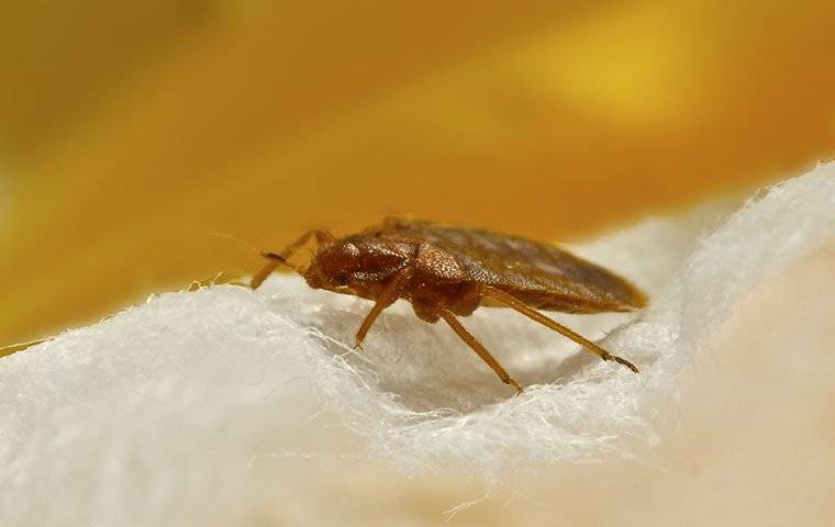 a bed bug in a home crawling on bedding