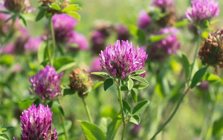 purple clover weeds in a lawn