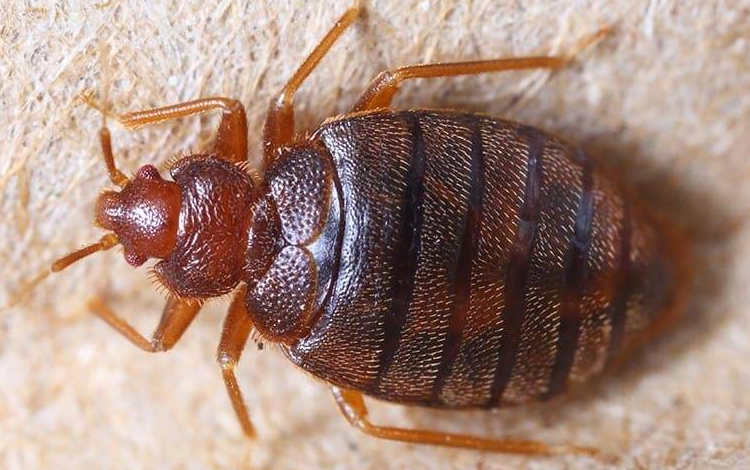 bed bug on furniture