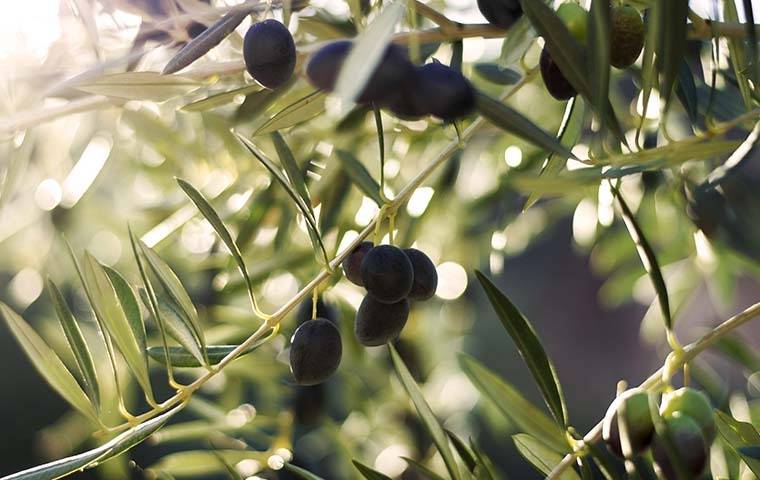 Olive Tree Las Vegas