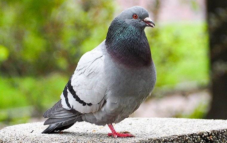 pigeon on a stone bench
