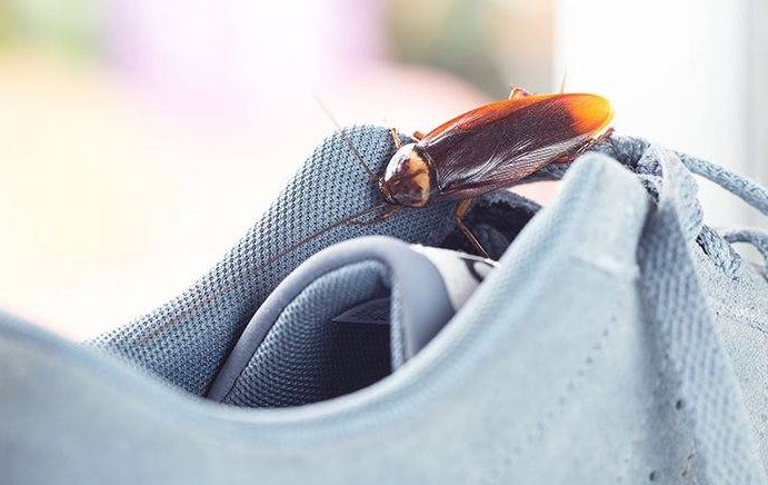 American cockroach on a sneaker.