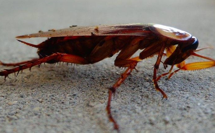 Close up image of an American cockroach.