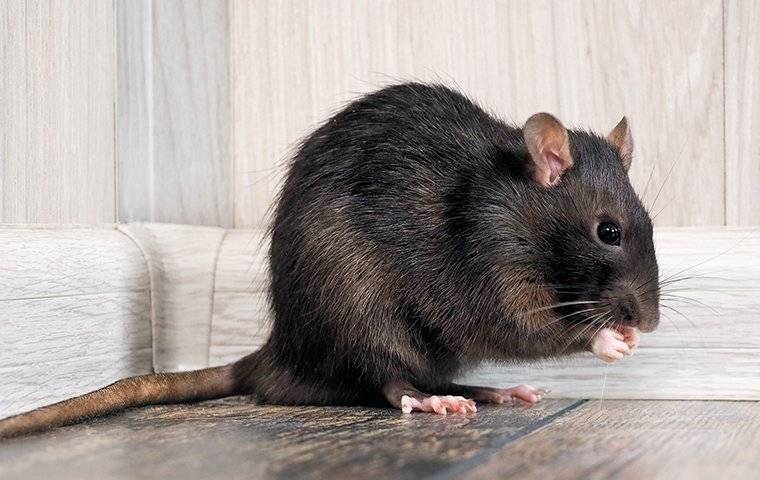 a rat eating food in a home