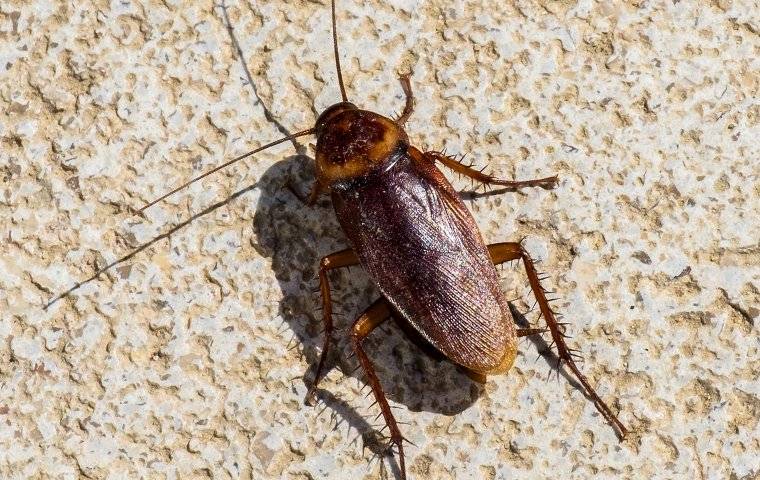 an american cockroach on kitchen tile