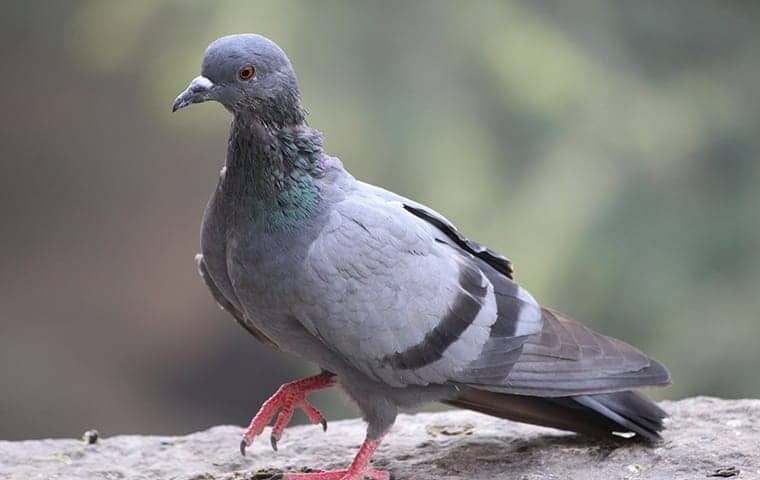 pigeon on a wall