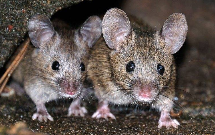 two house mice in a home