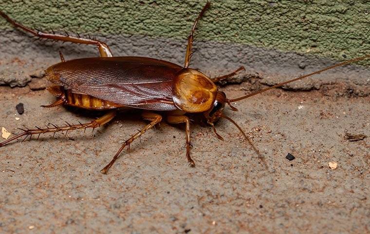 cockroach along basement wall