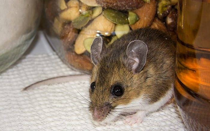 A house mouse in a pantry.