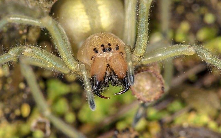 close up of a spider on the ground