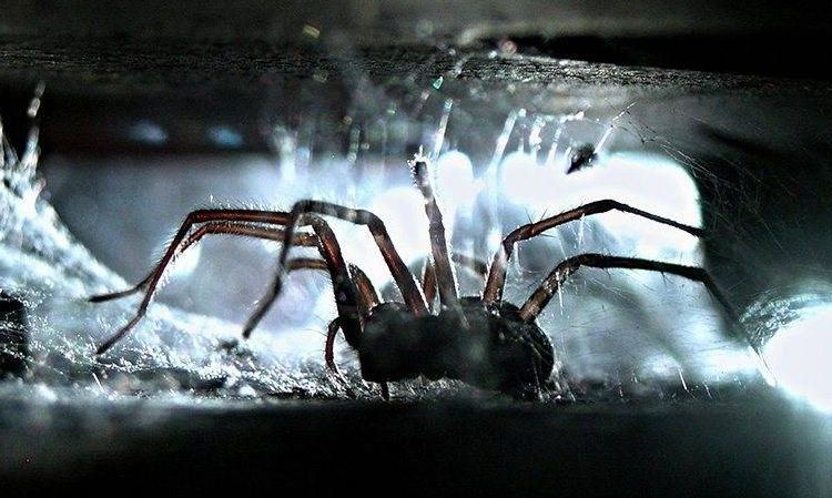 spider crawling in web