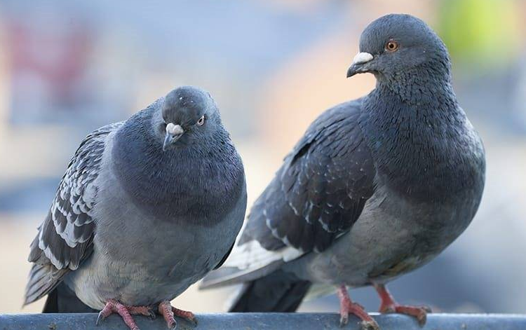 two pigeons sitting in a yard