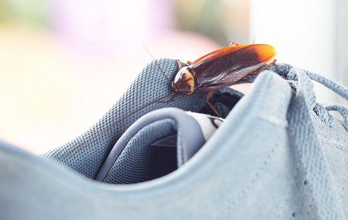 American cockroach on a sneaker.