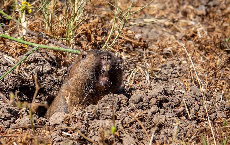 gopher peeking out of a hole in the ground