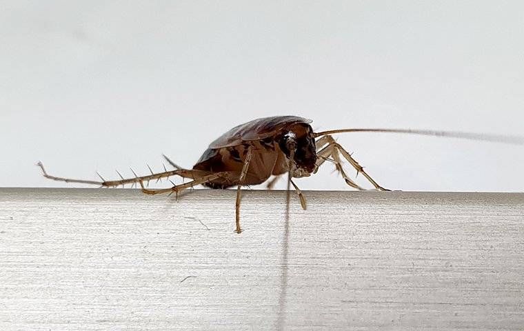 cockroach in las vegas