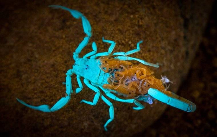 scorpion glowing at night