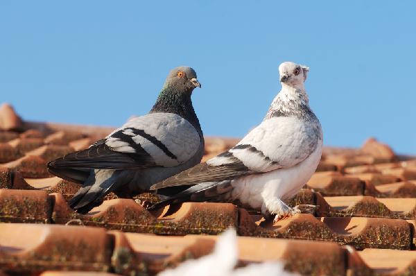 Pigeon Control
