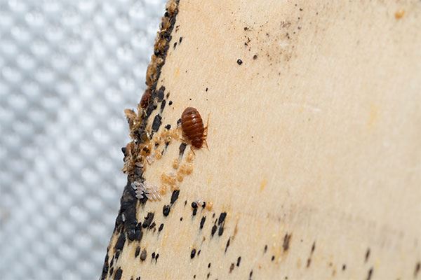 Bed Bug Control