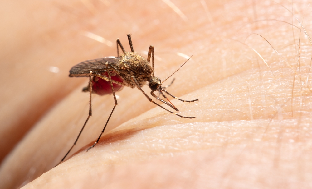 Mosquito Control